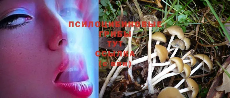 Псилоцибиновые грибы Psilocybe  Грязи 